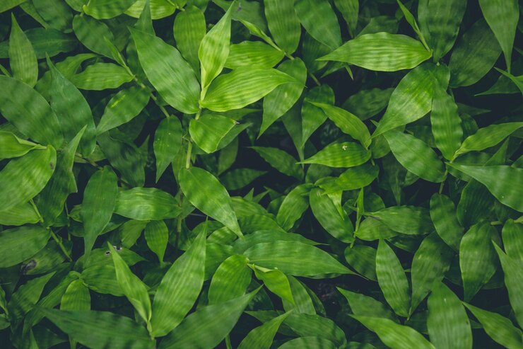Leafy Green